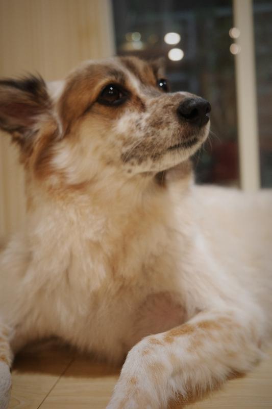 Dobby, one of the dogs in Yu-Chi Hou's family