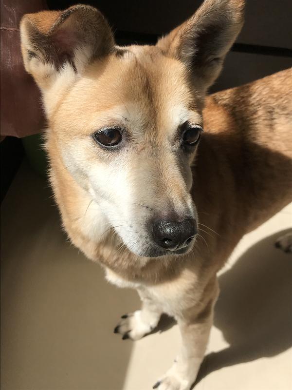 Kiki, one of the dogs in Yu-Chi Hou's family