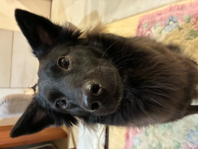 Wooly, one of the dogs in Yu-Chi Hou's family